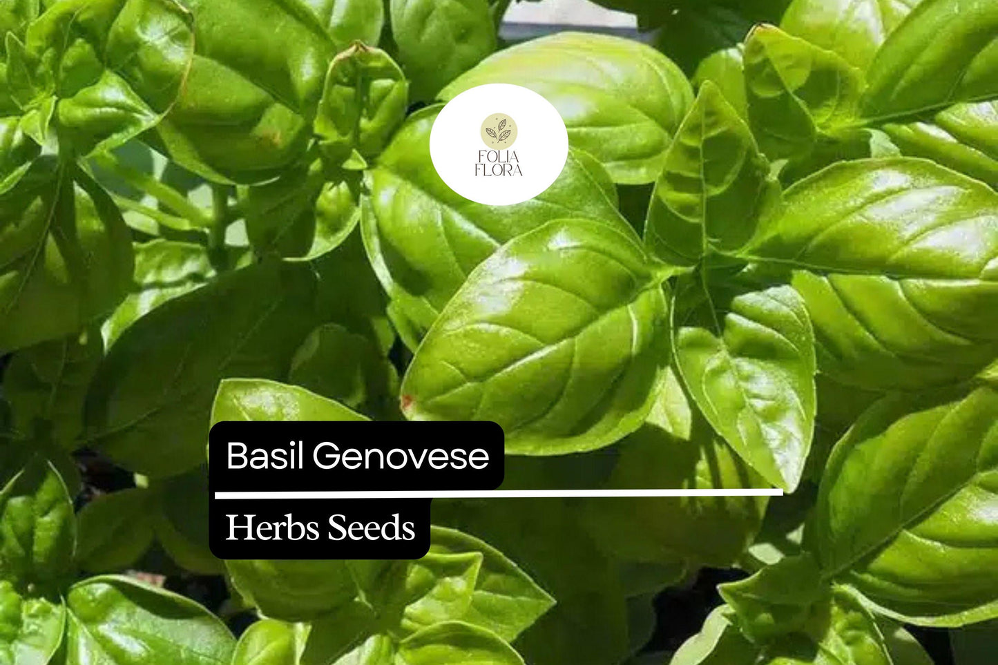 4000 Basil Seeds Genovese Heirloom Non-GMO Italian Herb Aromatic Culinary Plant Ocimum basilicum