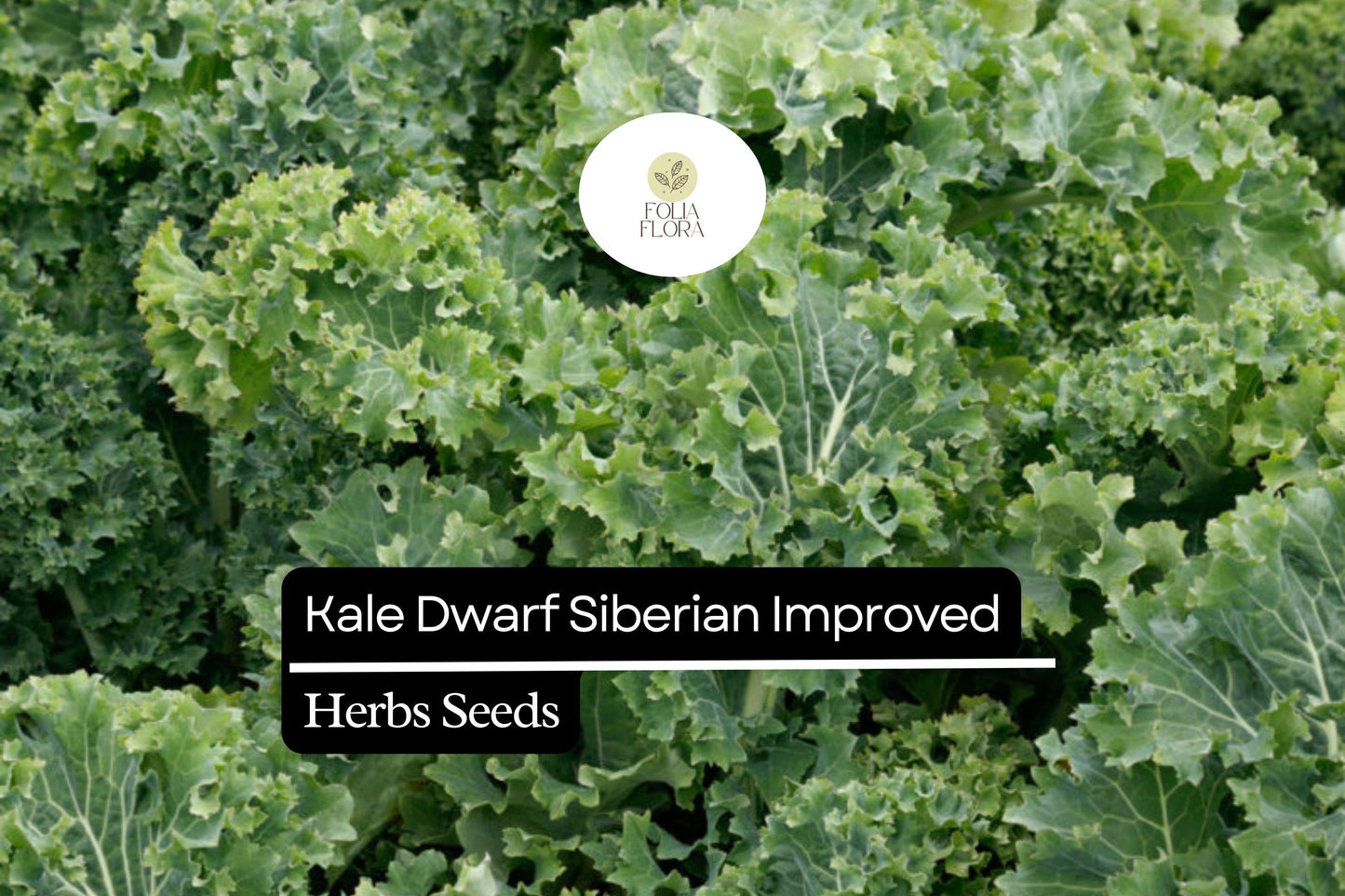 Dwarf Siberian Kale Seeds | Heirloom Non-GMO Brassica oleracea | Cold-Hardy Compact Greens for Winter Gardening