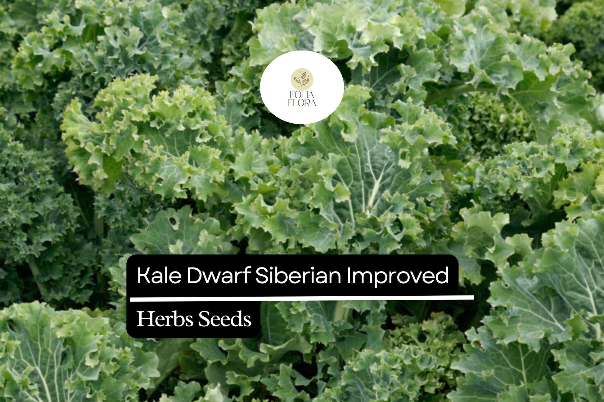 Dwarf Siberian Kale Seeds | Heirloom Non-GMO Brassica oleracea | Cold-Hardy Compact Greens for Winter Gardening