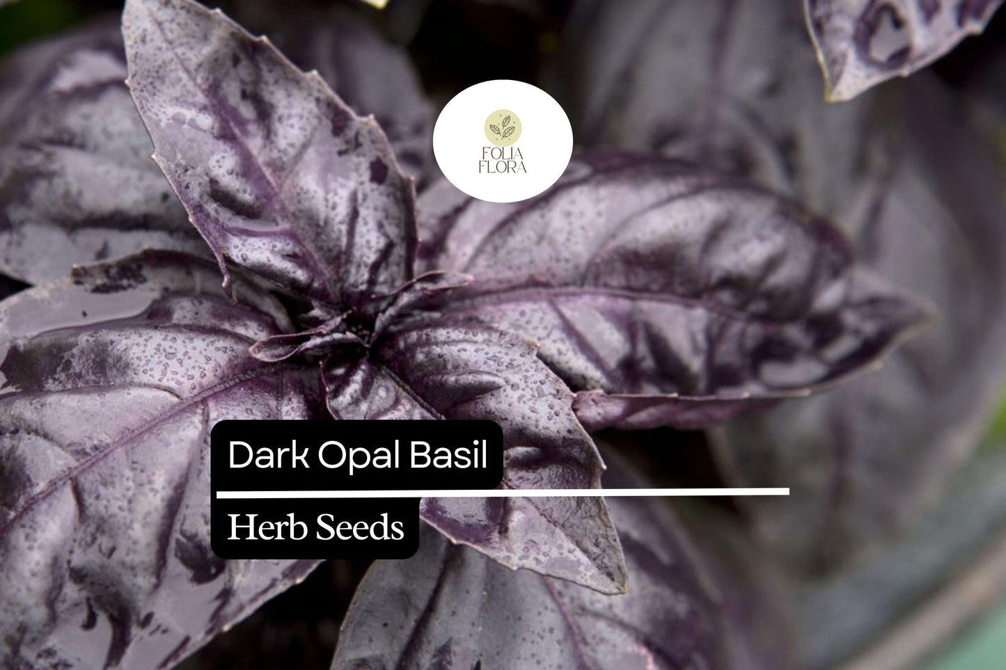 500 Dark Opal Basil Seeds | Aromatic Purple Herb for Cooking & Gardens | Ocimum basilicum