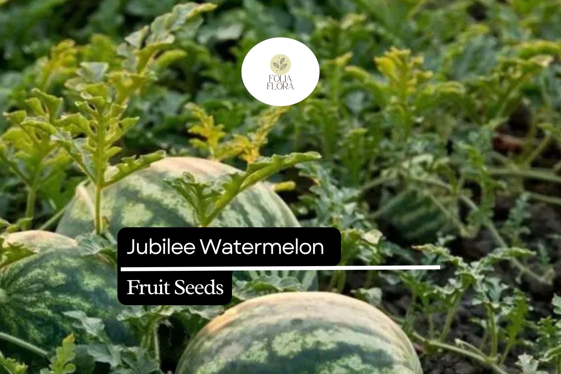 Jubilee Watermelon Seeds | Heirloom Non-GMO Citrullus lanatus for Fresh Eating & Summer Snacks