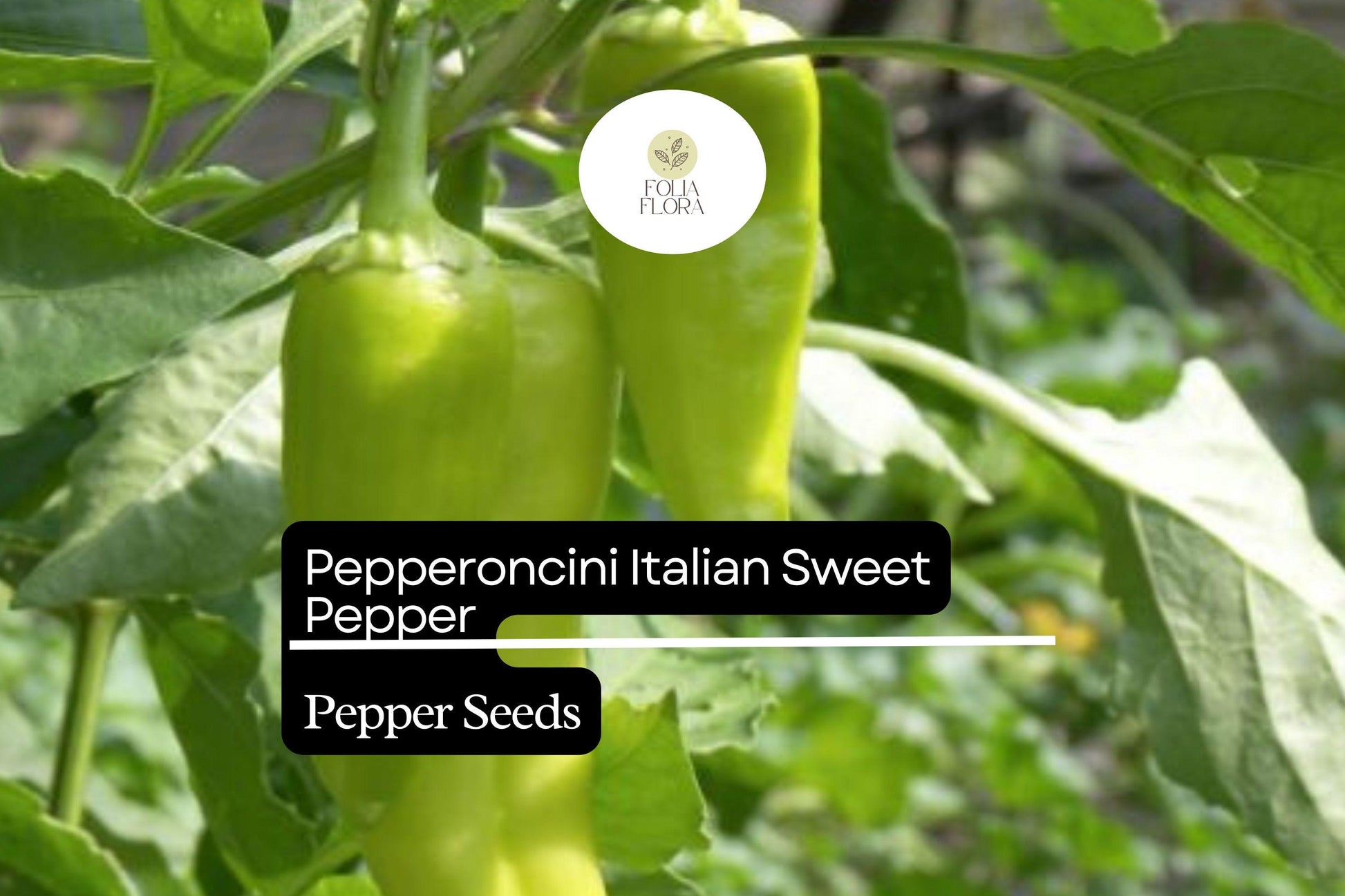 Pepperoncini Italian Sweet Pepper Seeds | Non-GMO, Heirloom, Pickling & Salad | Capsicum annuum
