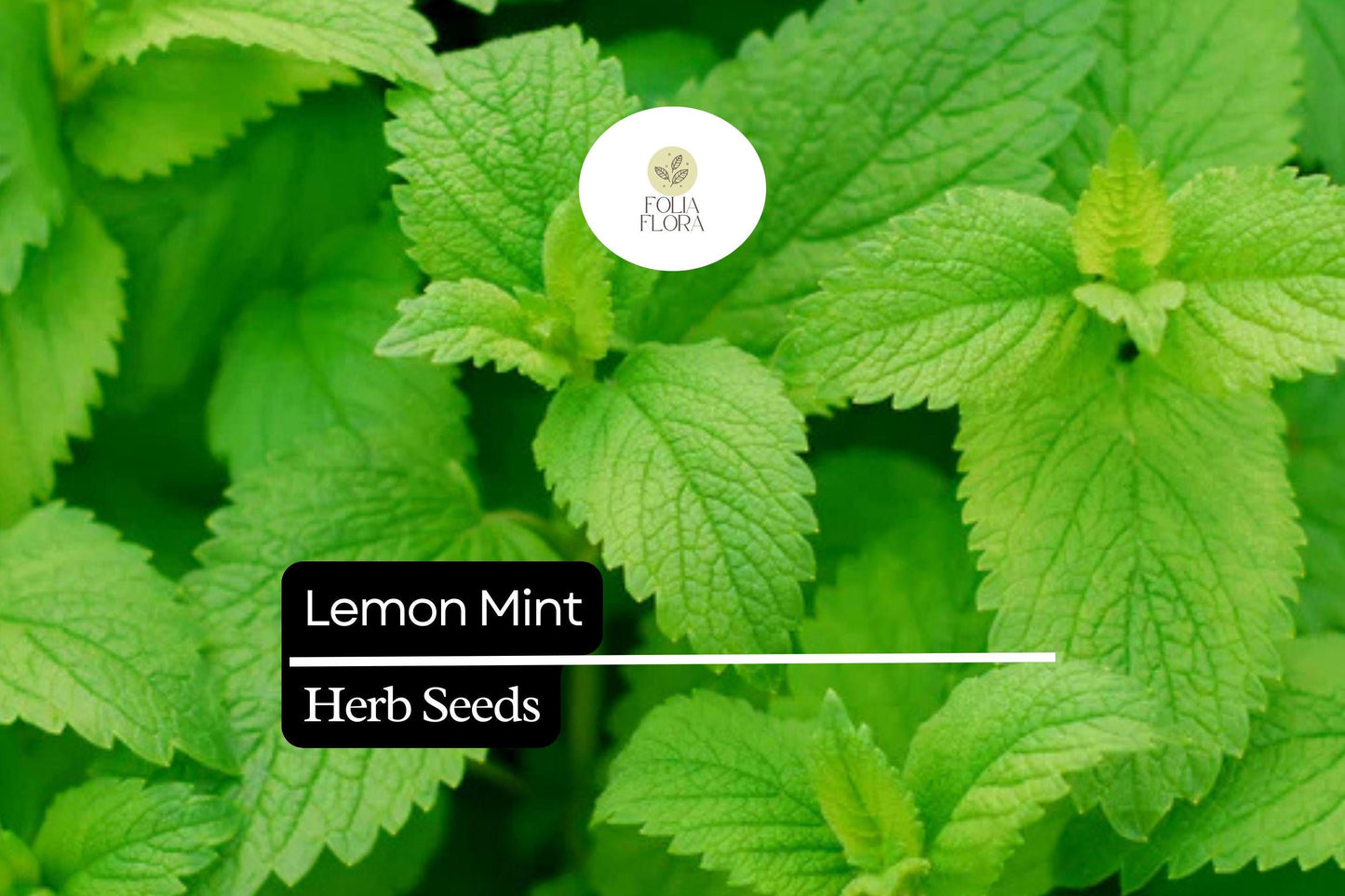 Lemon Mint Herb Seeds, Monarda citriodora, Culinary & Pollinator Garden, Fragrant Lavender Blooms