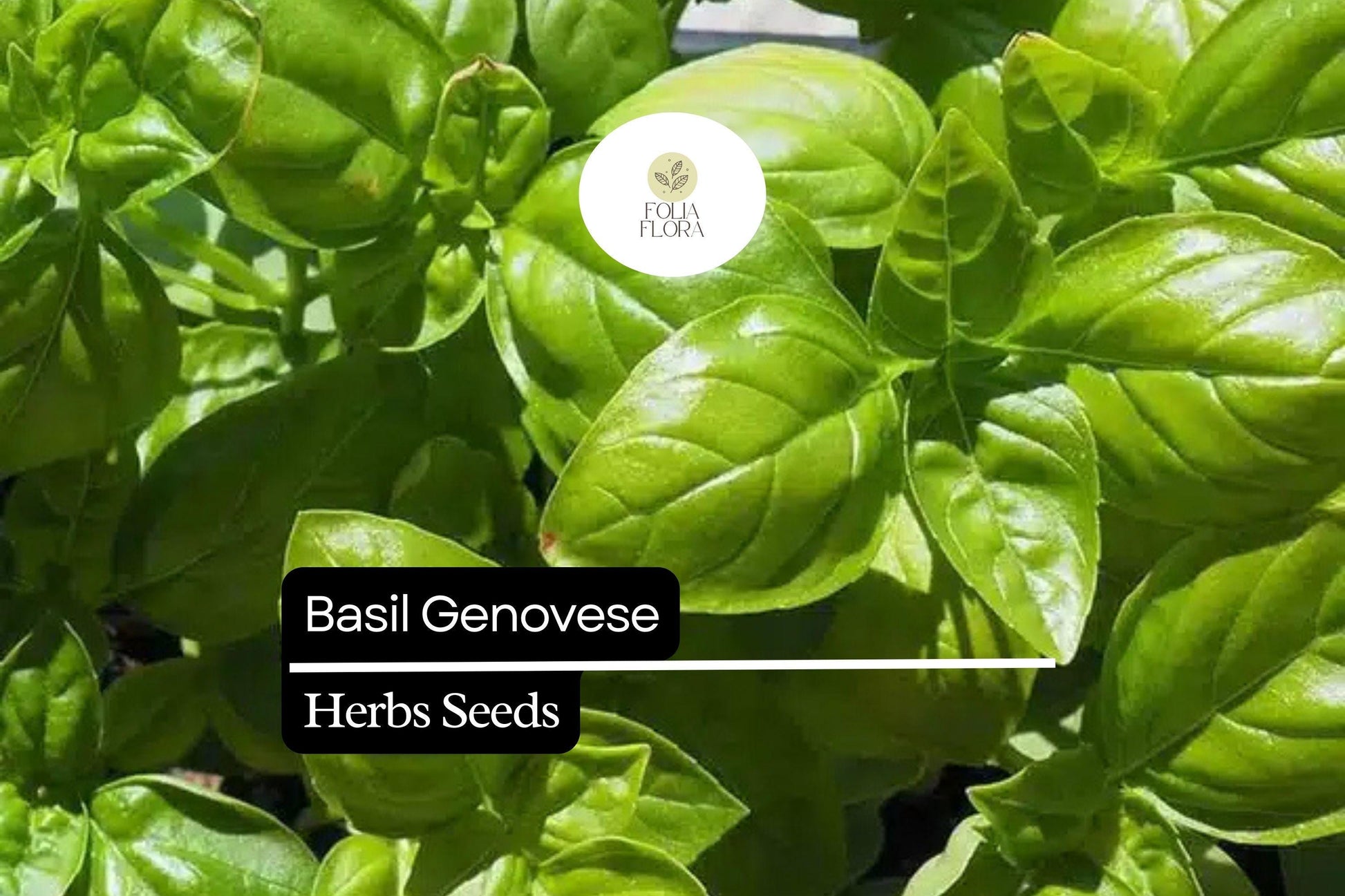 2000 Basil Seeds Genovese Heirloom Non-GMO Italian Culinary Herb Ocimum basilicum