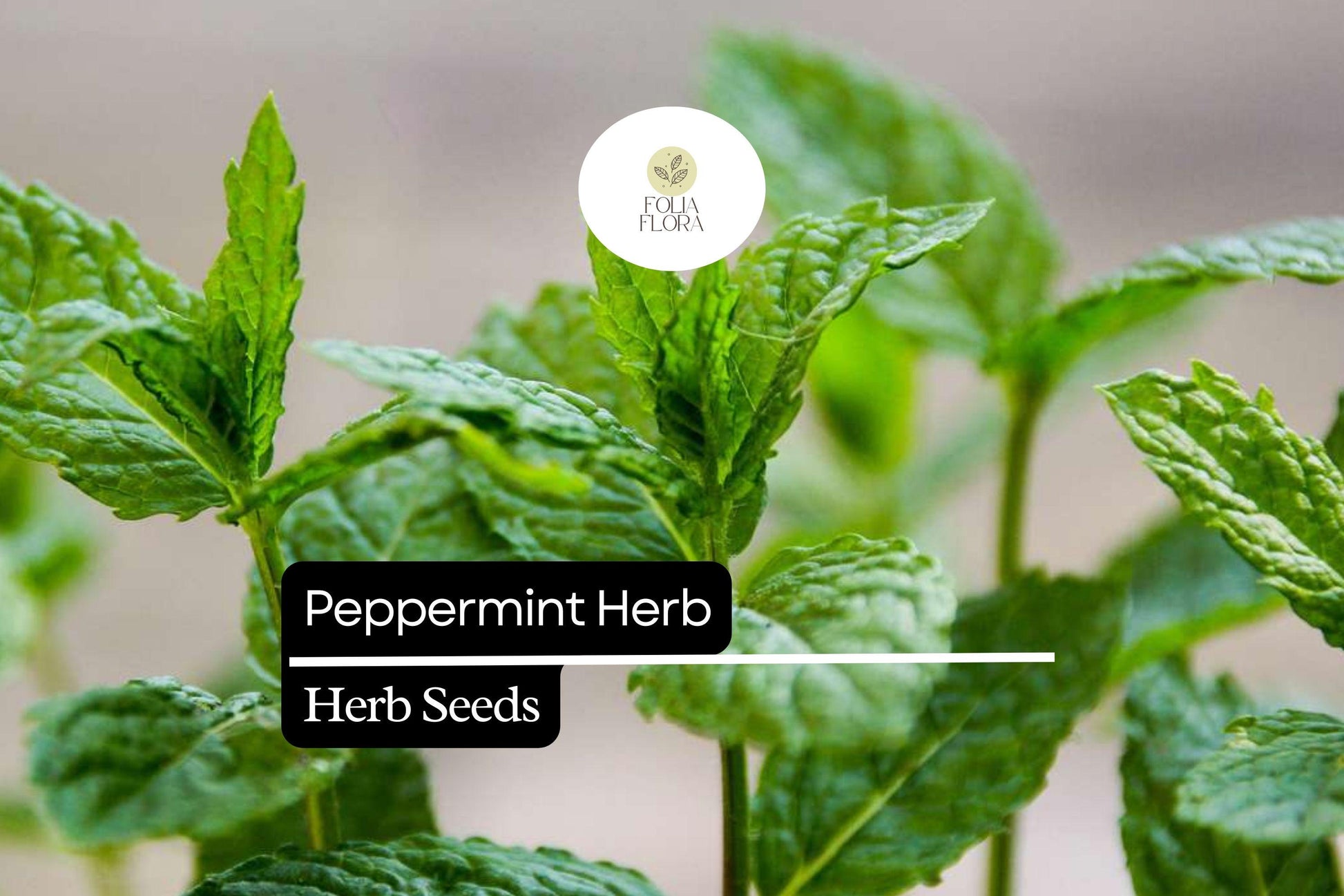 1000 Peppermint Seeds (Mentha × piperita) – Aromatic Culinary Herb for Tea, Cooking, Essential Oils