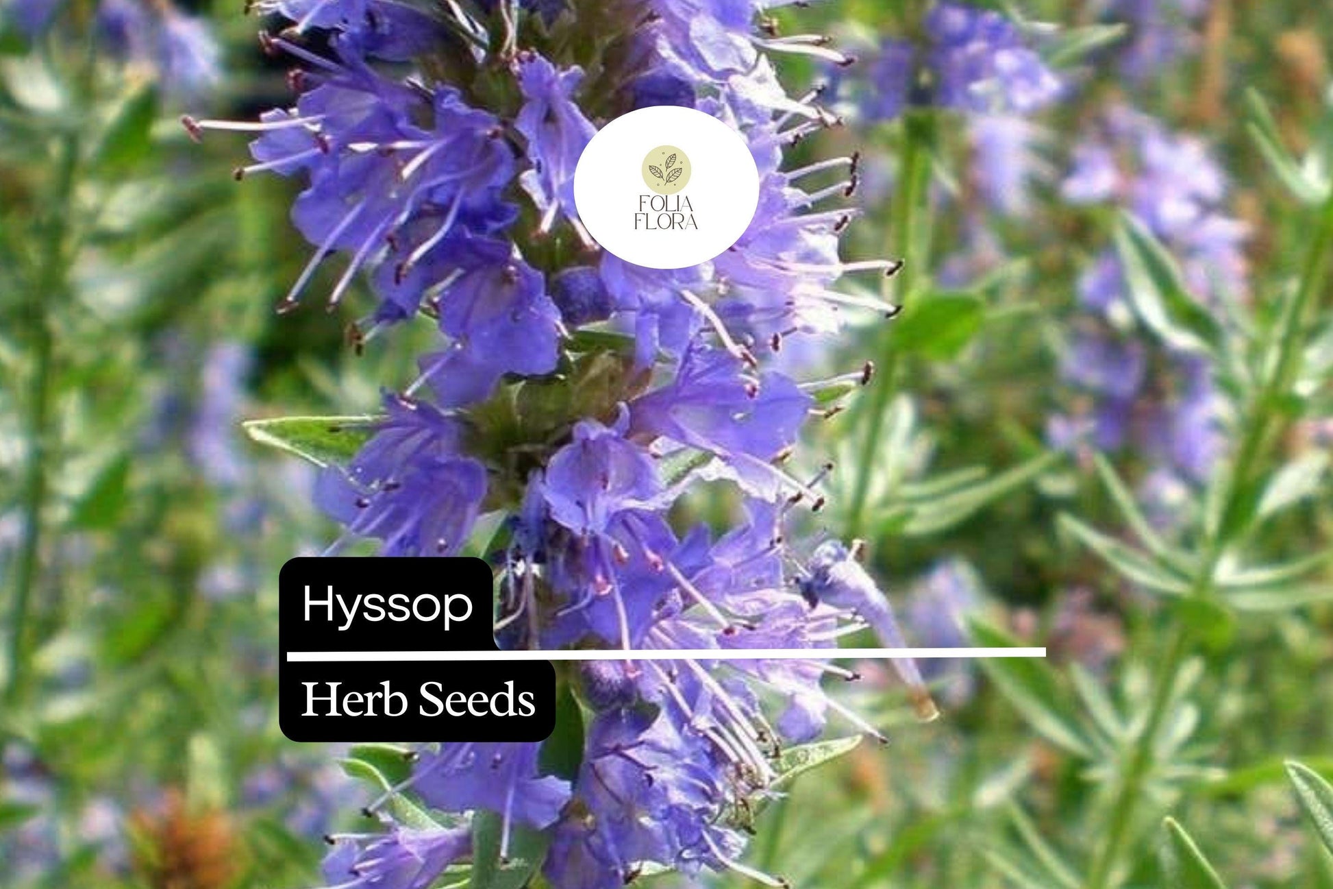 600 Hyssop Seeds Hyssopus officinalis Aromatic Culinary Herb, Blue/Purple/Pink Flowers, Easy to Grow