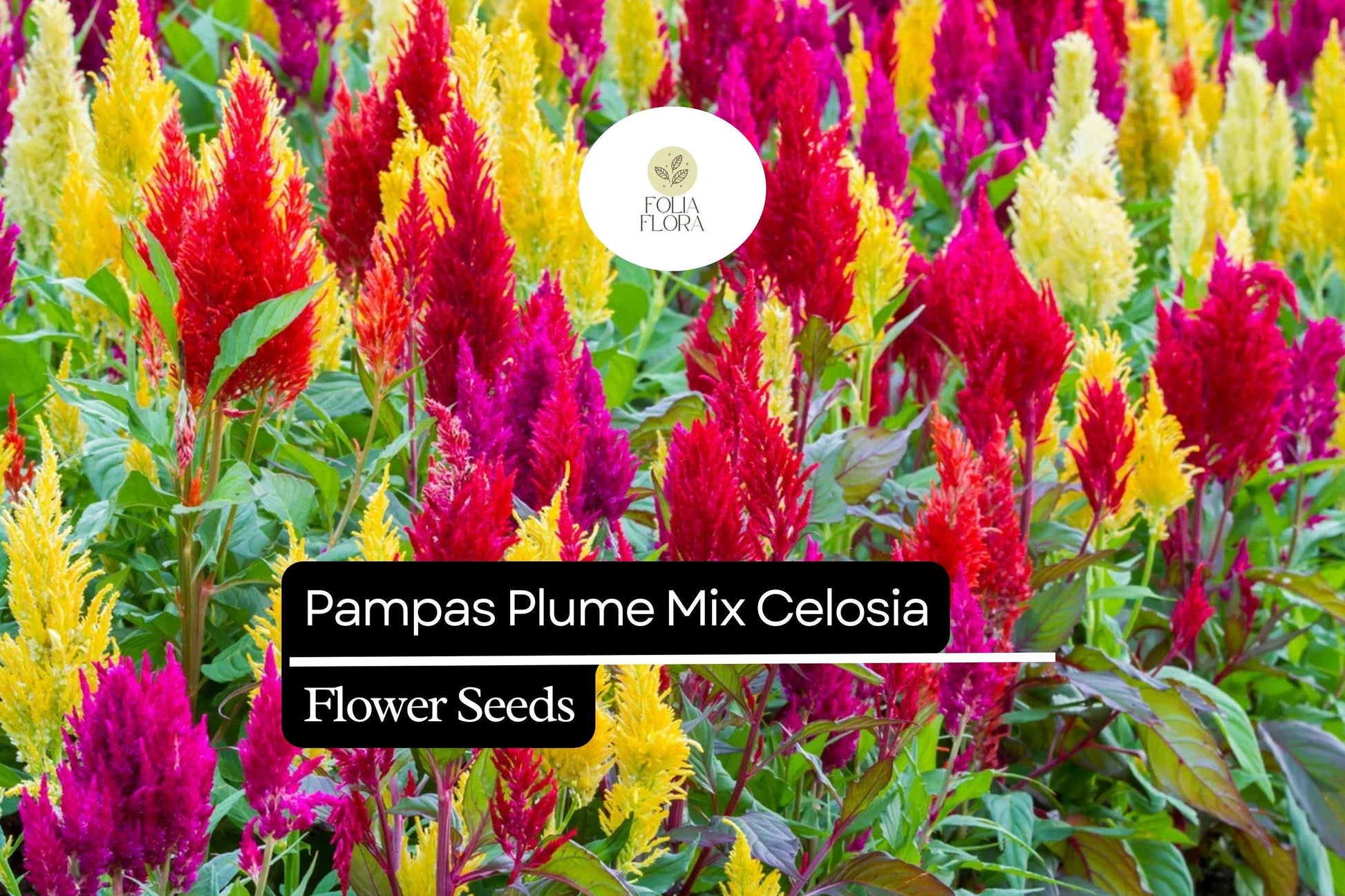Pampas Plume Mix Celosia Seeds | Colorful Feathery Plumes | Vibrant Annual for Gardens & Borders | Celosia argentea