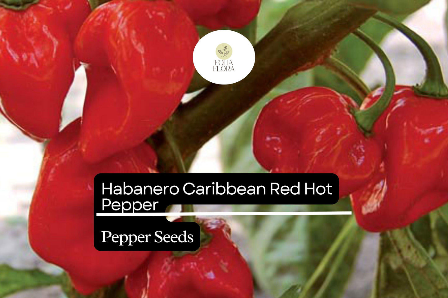 Caribbean Red Habanero Pepper Seeds | Spicy, High Yield, Non-GMO | Capsicum chinense, Bright Red, 250mg Packet