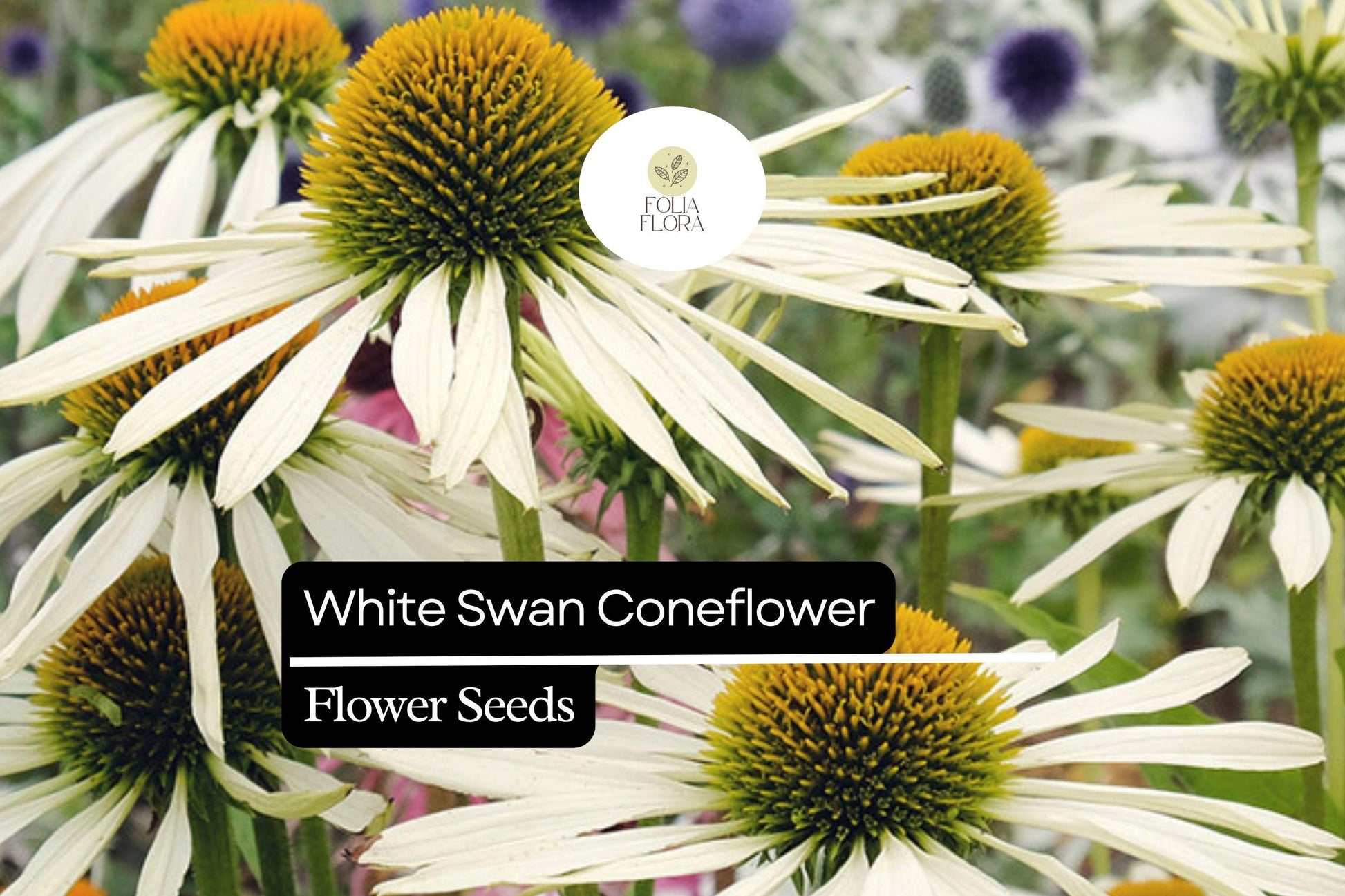 White Swan Coneflower Seeds | Echinacea Purpurea Pollinator-Friendly, Drought-Tolerant, White Flowers