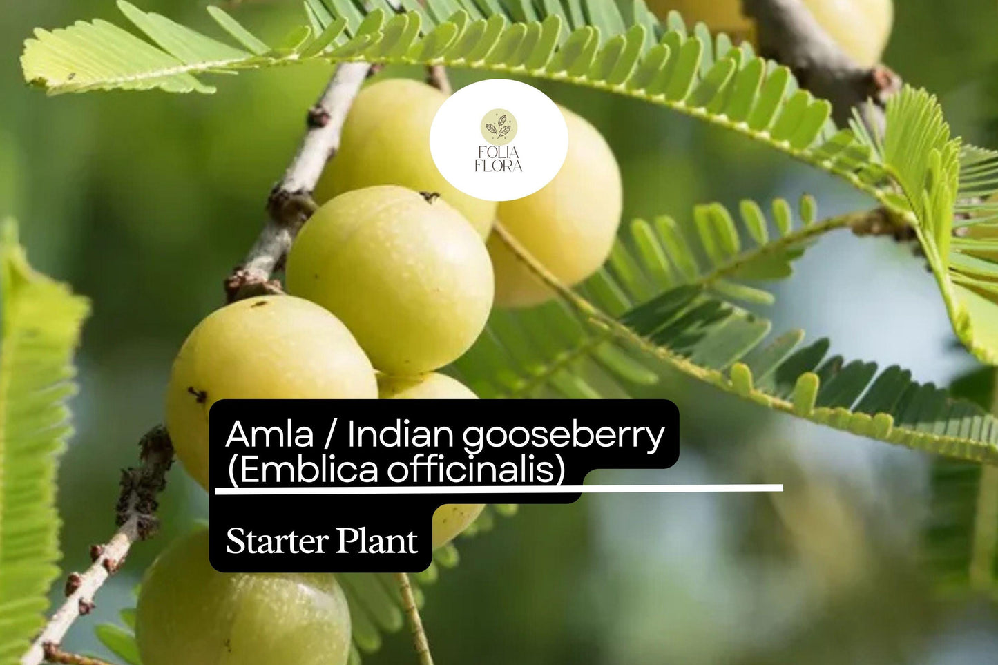 Live Amla Tree Starter Plant – Emblica officinalis Indian Gooseberry, Fruit-Bearing, Medicinal, 12-24 Inches