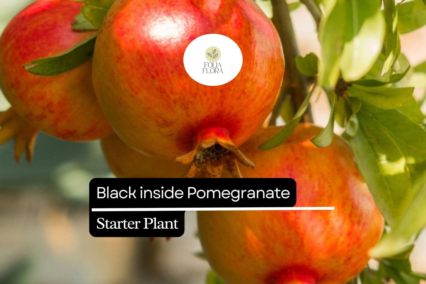 Black Inside Pomegranate Tree Starter Plant | Punica granatum | Fruit-Bearing, Ornamental, Drought-Tolerant