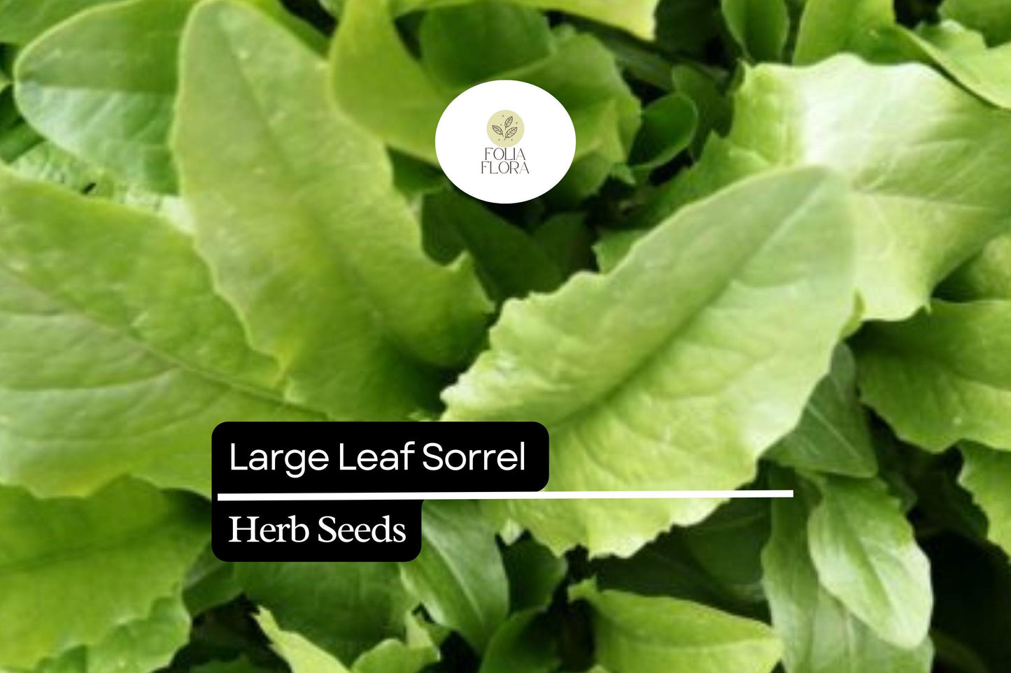 250mg Large Leaf Sorrel Seeds | Rumex acetosa Perennial Herb for Salads, Culinary Use, Tangy Flavor