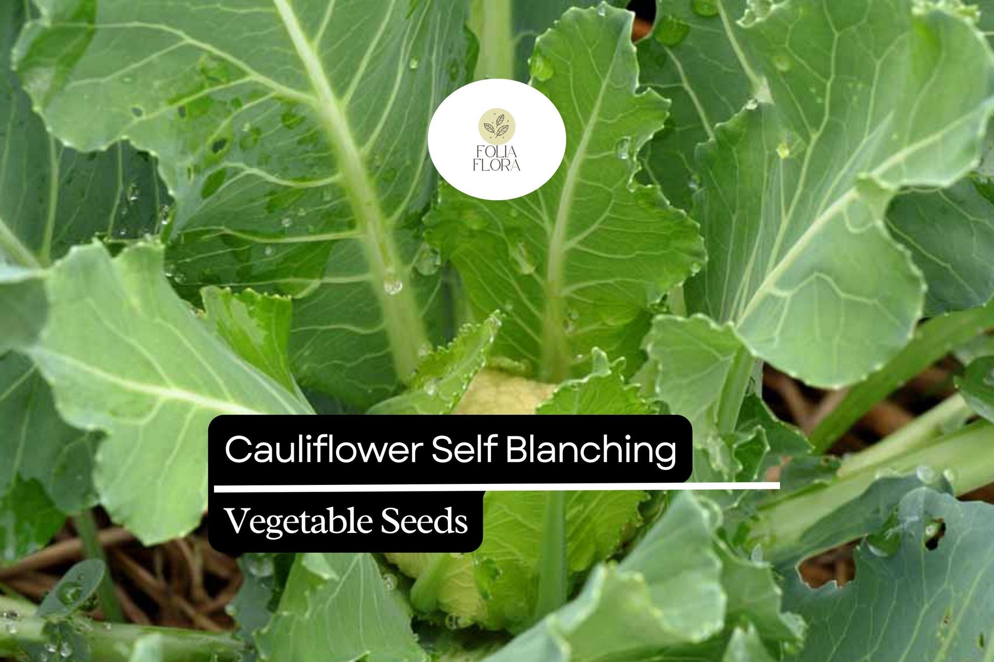 Cauliflower Self-Blanching Seeds 1g | Brassica oleracea | Easy-Grow, Mild Flavor, Nutritious Vegetable