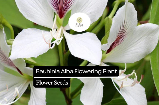 10 Bauhinia alba Seeds | White Orchid Tree Flowering Plant | Fragrant Ornamental Tree for Gardens