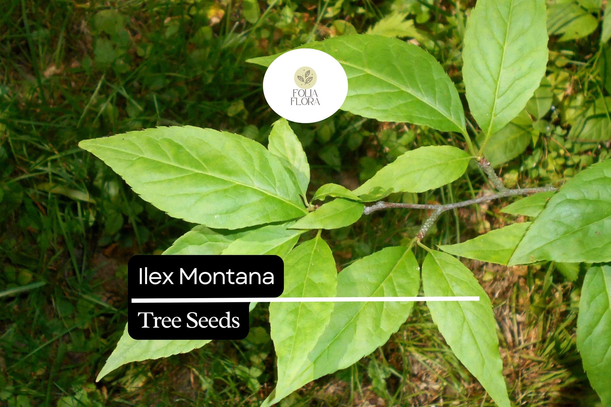 Ilex Montana Seeds – Mountain Holly Evergreen Shrub with Red Berries, Hardy, 500mg