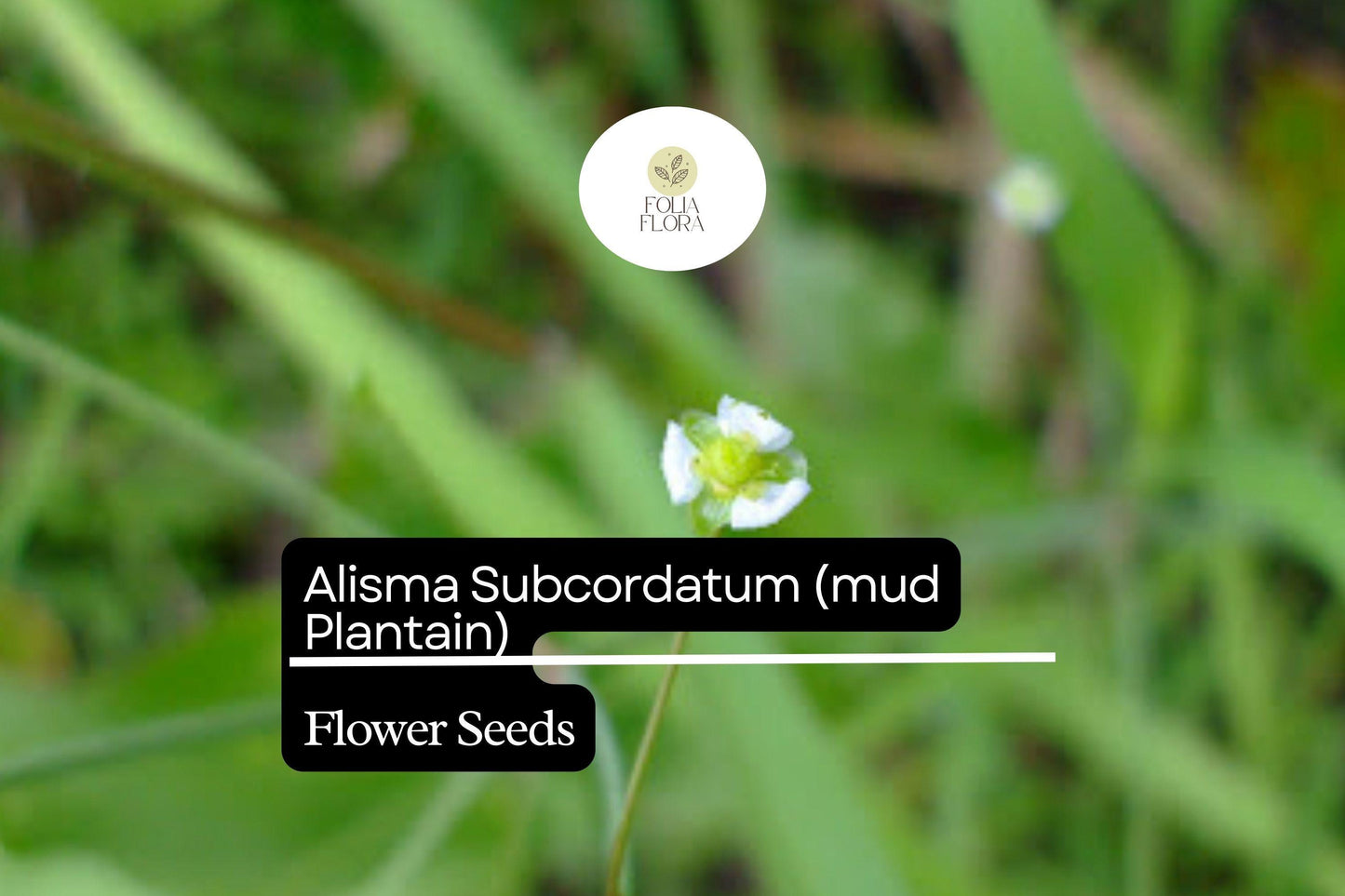 Mud Plantain Seeds | Aquatic Perennial for Ponds & Wetlands | Alisma subcordatum, White & Pink Flowers