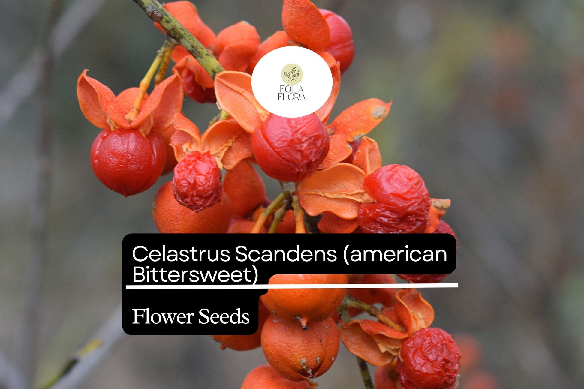 500mg Celastrus Scandens Seeds - American Bittersweet Native Climbing Vine with Bright Orange Berries