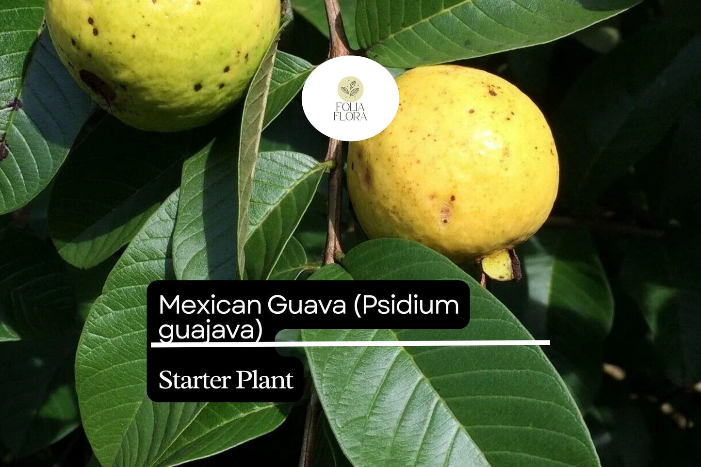 Mexican Guava Starter Plant | Live Tropical Fruit Tree | Psidium guajava | 1-2' | Edible, Fragrant, Evergreen