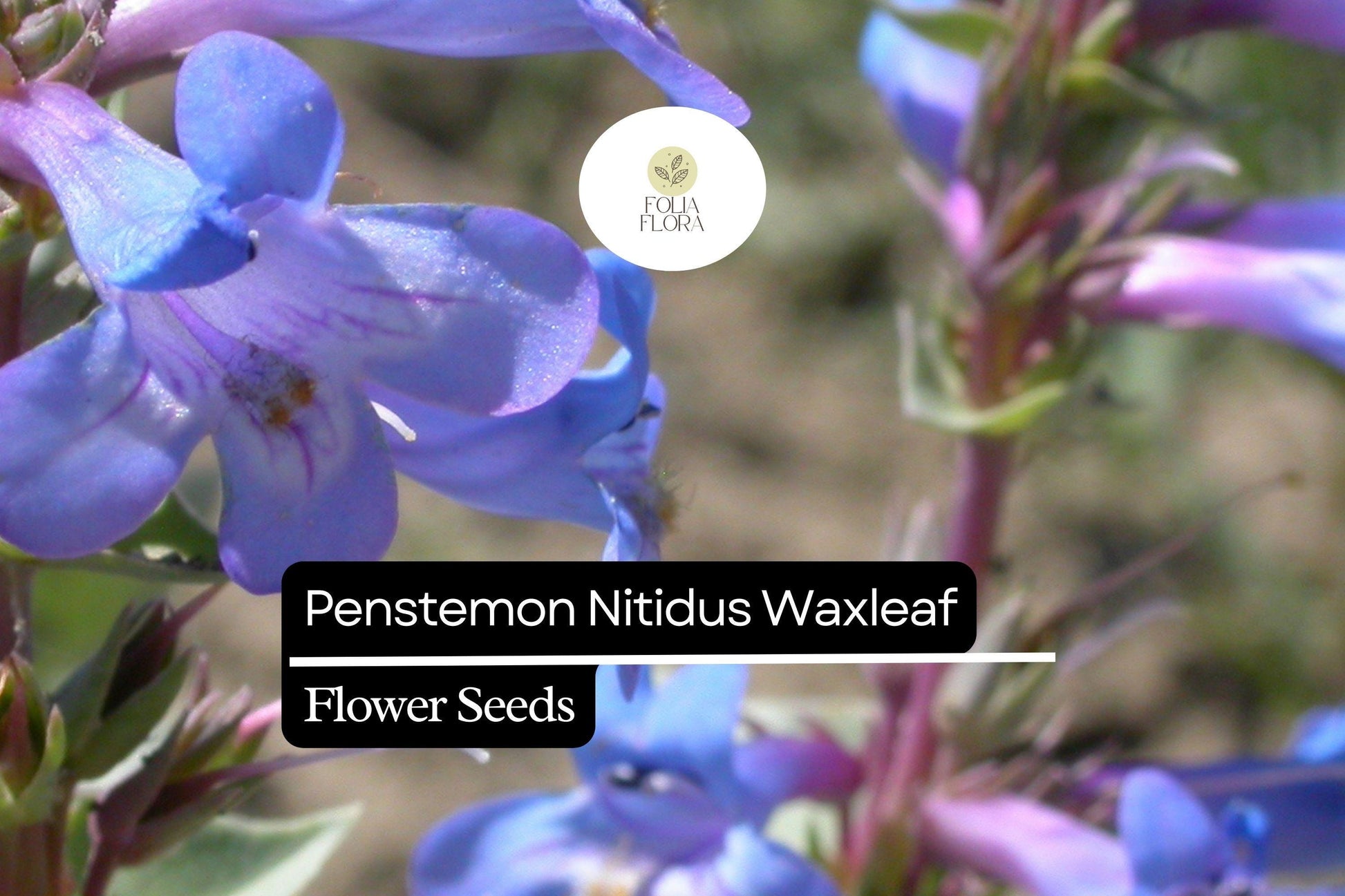 100mg Penstemon Nitidus Seeds - Waxleaf Penstemon, Drought-Tolerant Native Wildflower, Lavender Blue Blooms, Pollinator-Friendly, Xeriscape