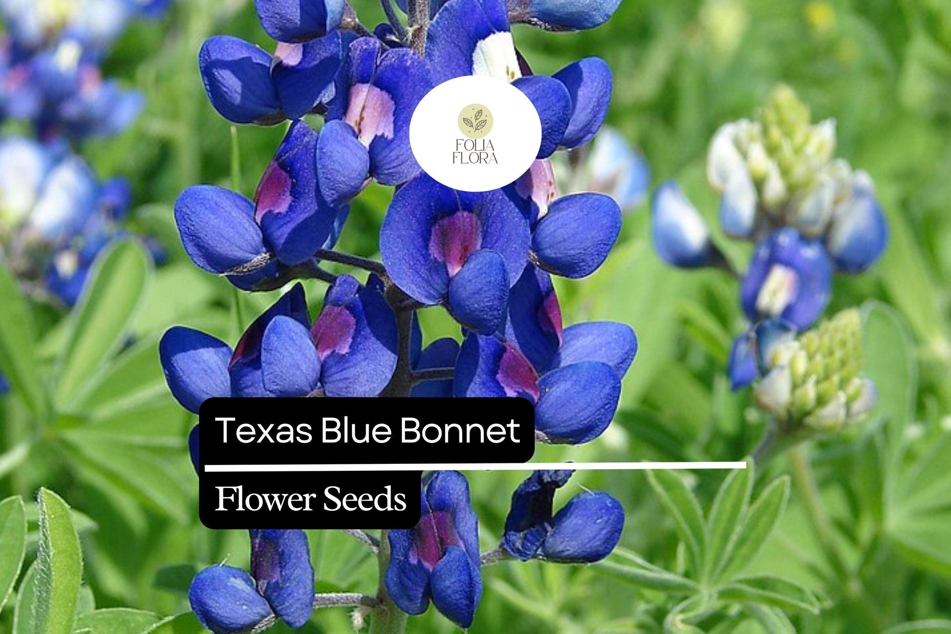 Texas Bluebonnet Seeds 1g | Lupinus texensis | Vibrant Blue Wildflower for Gardens & Meadows