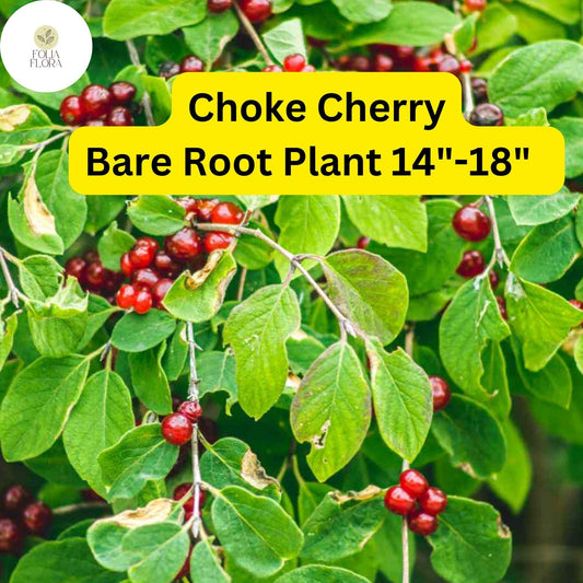 Choke Cherry Tree Bare Root 14-18 Inches Prunus virginiana Edible Berries Wildlife-Friendly