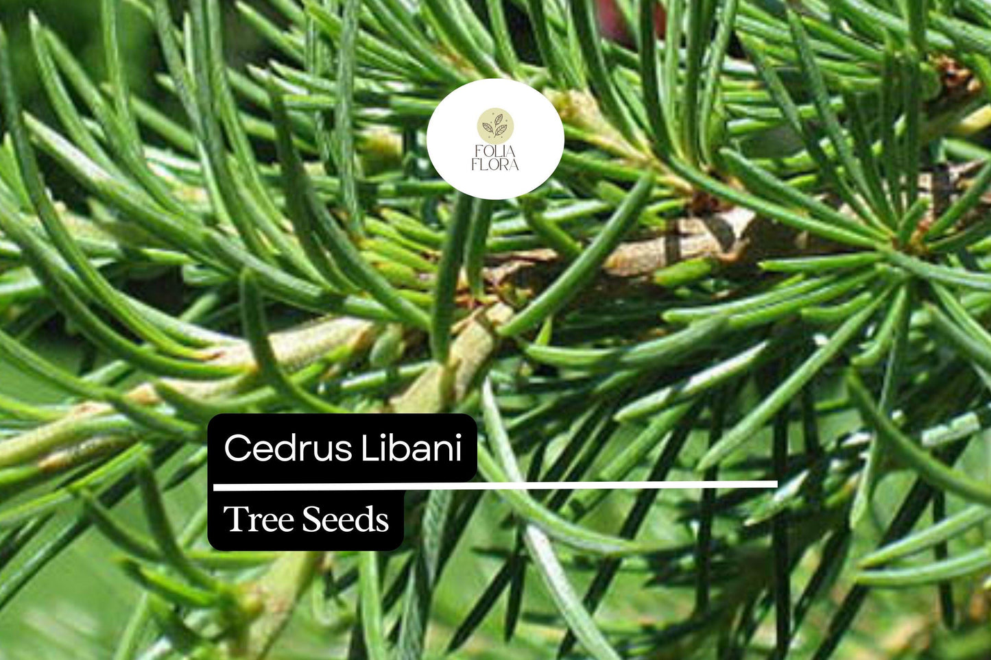 Cedrus libani Seeds – Lebanese Cedar Evergreen Tree for Landscaping, Drought-Tolerant, Majestic Conifer, Large Garden, Park Plant