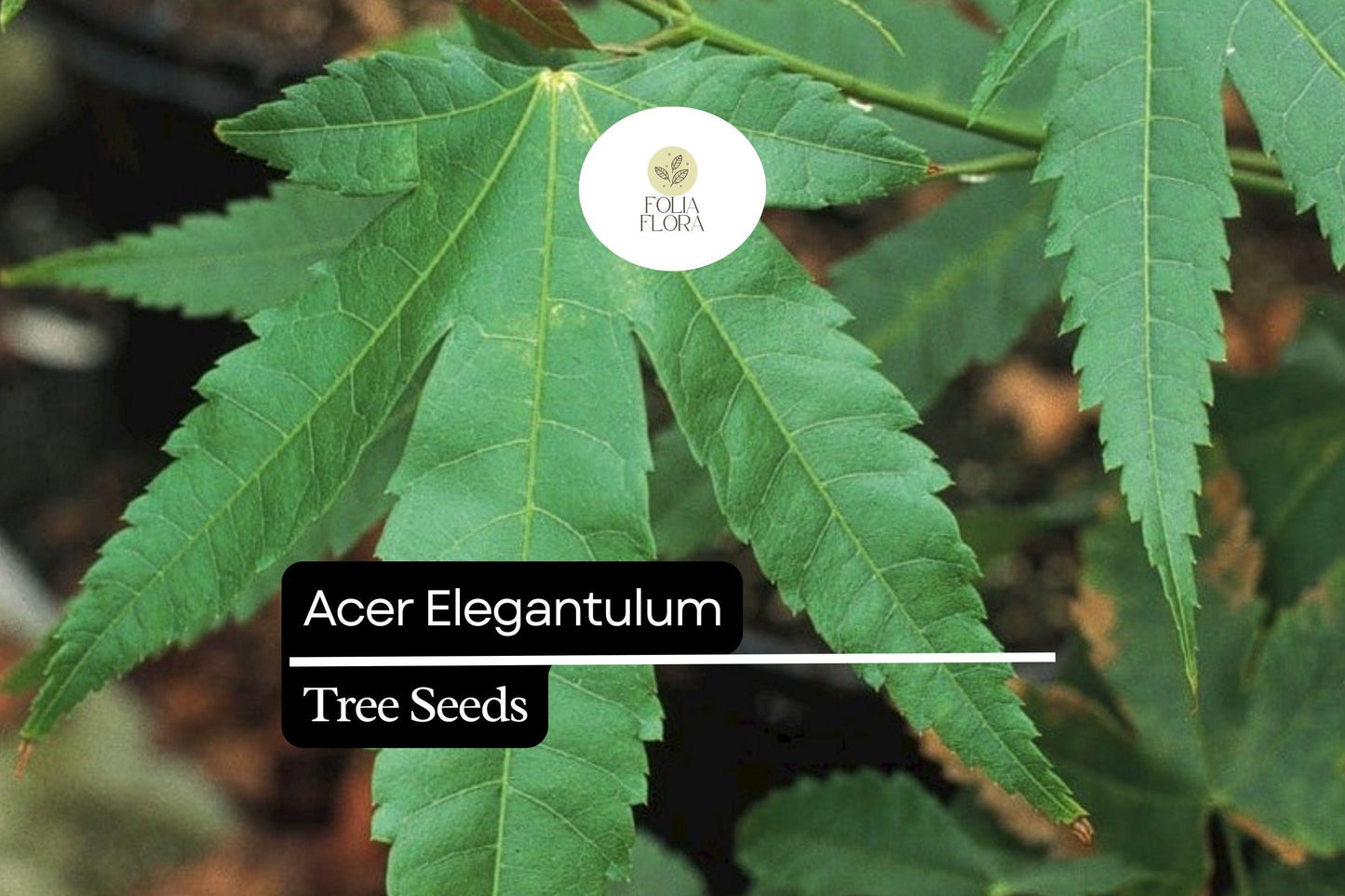 10 Acer elegantulum Seeds – Elegant Maple Tree, Ornamental Shade Tree, Deciduous, Vibrant Fall Foliage, Wildlife-Friendly