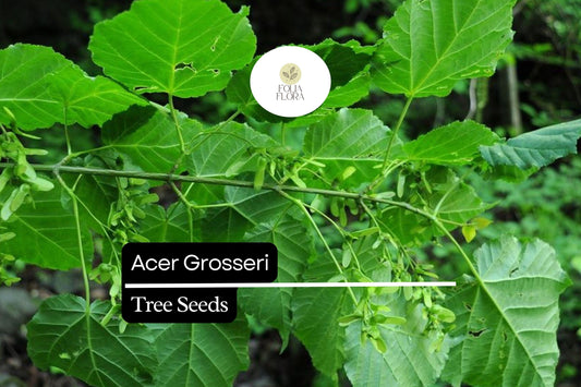 10 Acer grosseri Snakebark Maple Seeds – Ornamental Shade Tree with Striped Green Bark and Fall Foliage