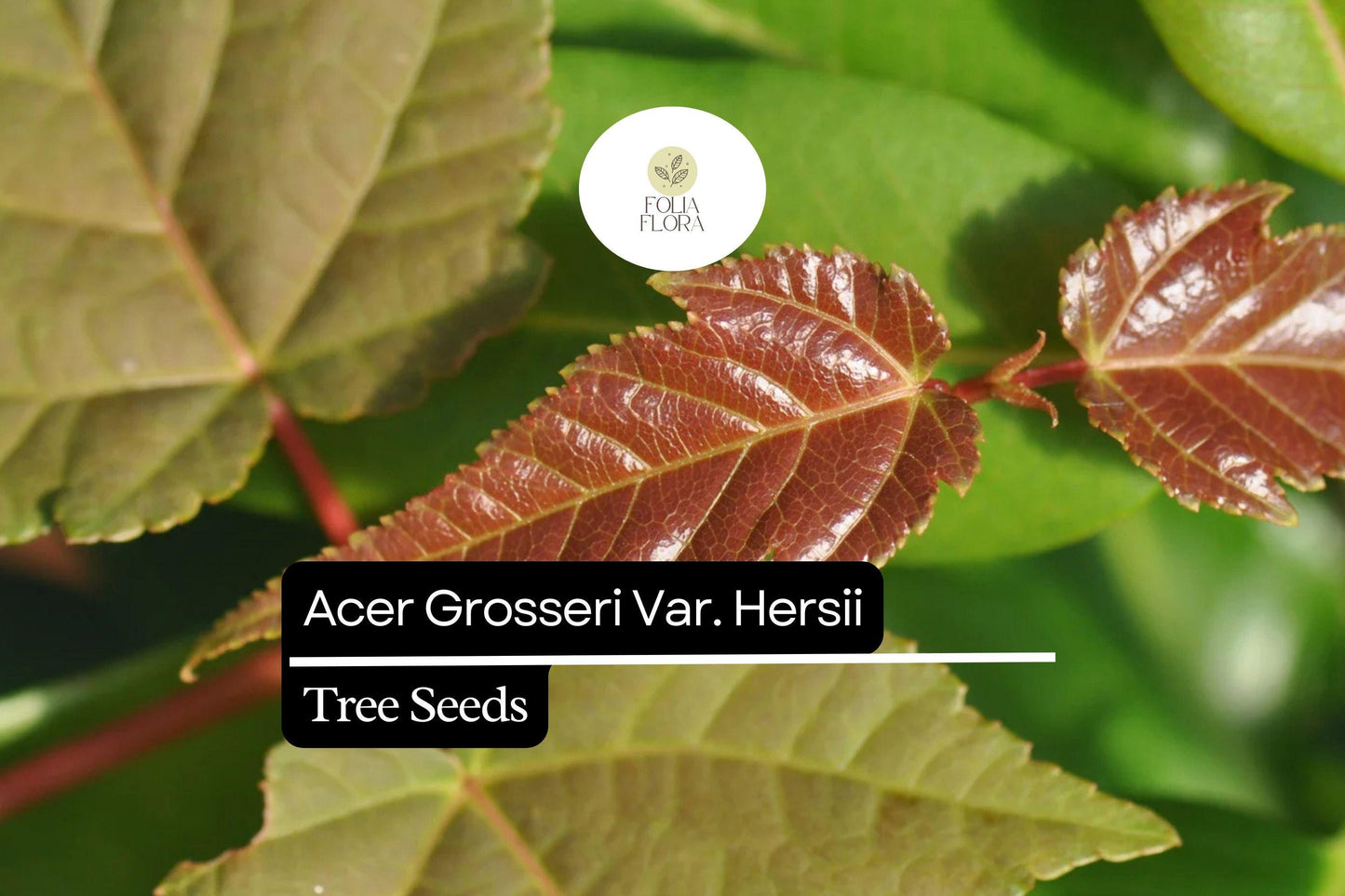 Hers's Snakebark Maple Seeds, Acer grosseri var. Hersii, Ornamental Striped Bark Tree, Deciduous, Compact, Garden Plant