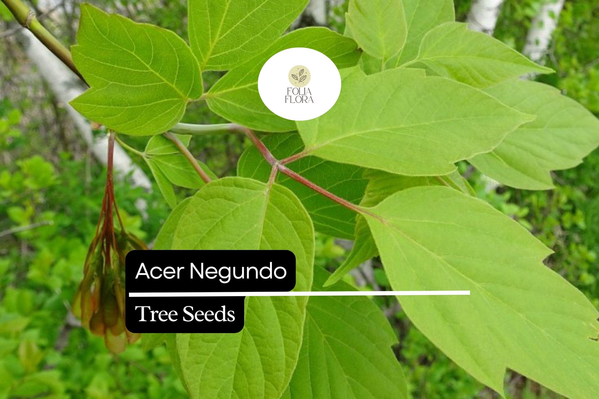 10 Acer negundo Seeds – Boxelder Maple Tree, Fast-Growing Shade Tree with Green Foliage, Deciduous, USDA Zones 2-9