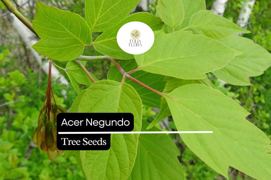 10 Acer negundo Seeds – Boxelder Maple Tree, Fast-Growing Shade Tree with Green Foliage, Deciduous, USDA Zones 2-9