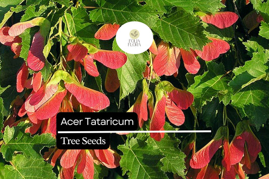 10 Acer Tataricum Seeds | Tatarian Maple Tree, Ornamental Shade Tree, Deciduous, Wildlife-Friendly, Hardy, Small Garden Plant