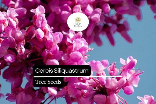 10 Cercis Siliquastrum Seeds - Judas Tree Pink Blossoms, Ornamental Deciduous Tree for Gardens & Landscapes