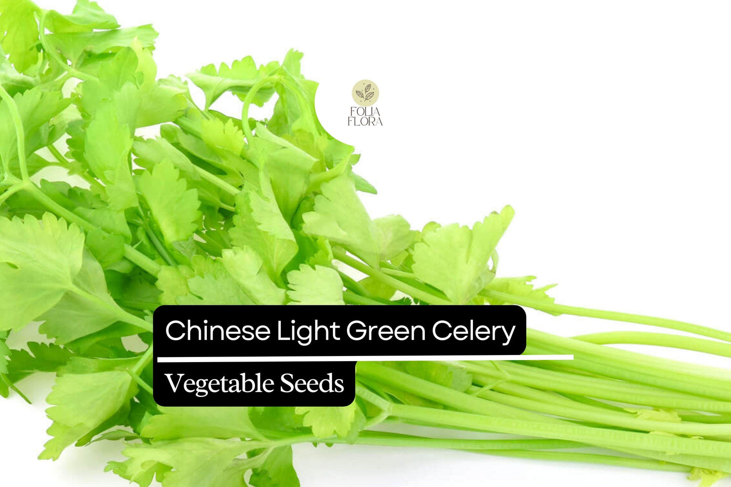 Chinese Light Green Celery Seeds - Heirloom Apium graveolens for Crisp, Mild Stalks, Salad & Cooking