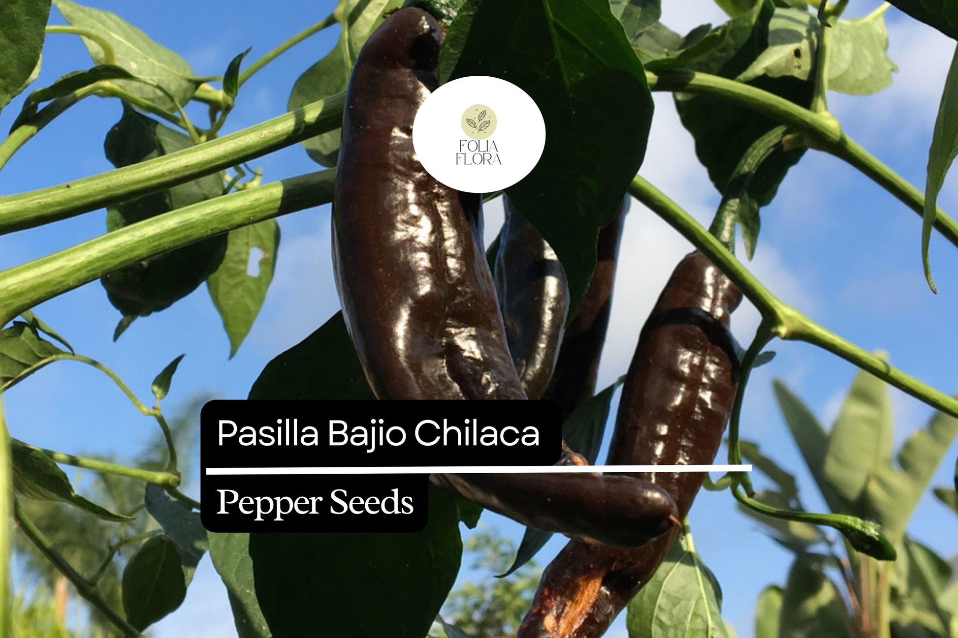 25 Seeds Pasilla Bajio Chilaca Pepper Seeds – Mild Smoky Heirloom Chili Capsicum annuum for Salsas & Mexican Cuisine