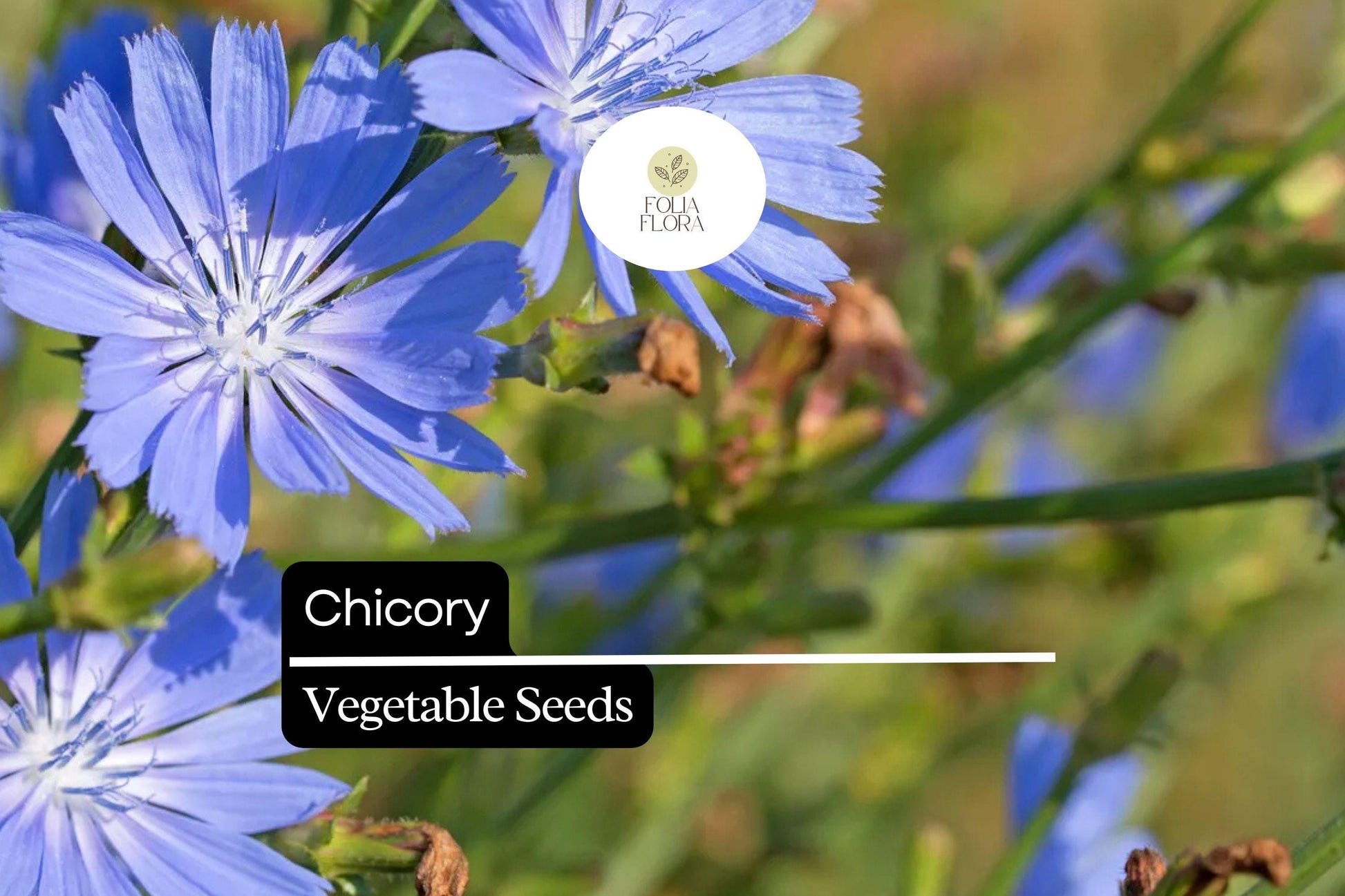 300 Chicory Seeds Cichorium intybus Heirloom Edible Leaves & Roots Coffee Substitute Pollinator-Friendly