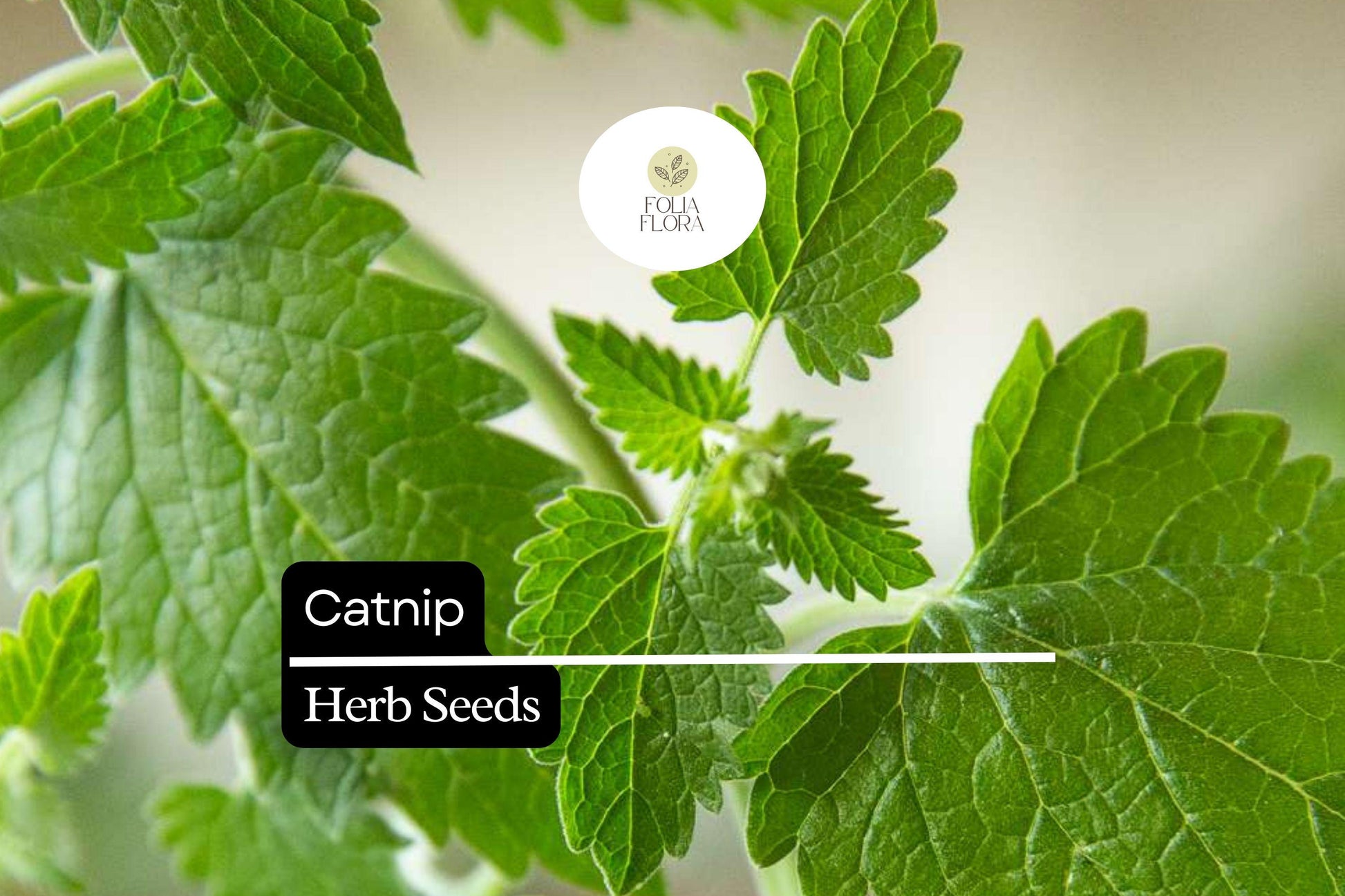 2000 Seeds Catnip Herb Pack Nepeta cataria Aromatic Cat-attracting Drought-tolerant Plant for Cats & Gardens