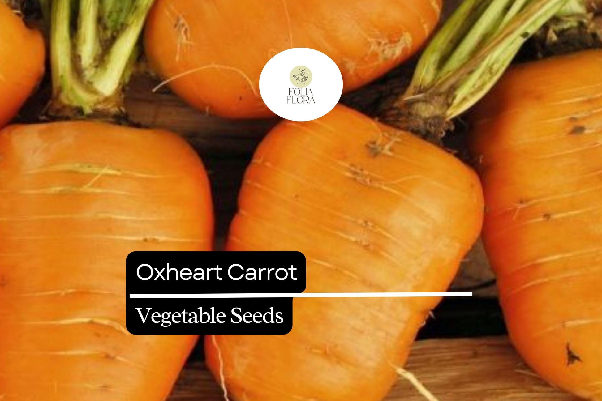 Oxheart Carrot Seeds – Heirloom Variety for Heavy Clay Soils, Short Heart-Shaped Roots, Daucus carota
