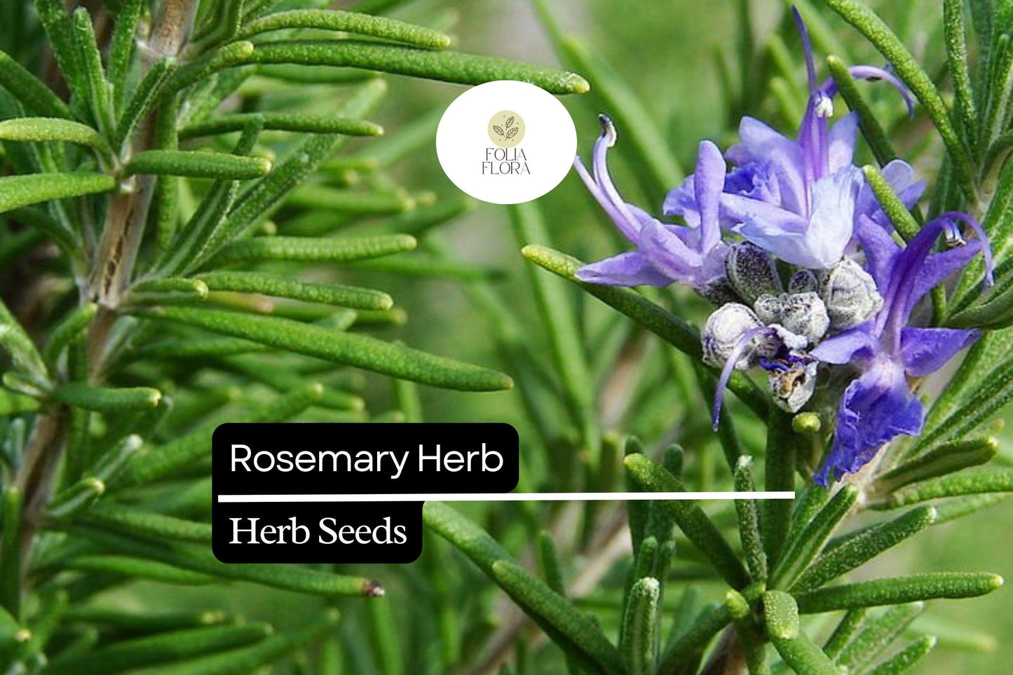 25 Seeds Rosemary Herb Seeds, Salvia rosmarinus, Aromatic, Drought-Tolerant, Culinary & Ornamental