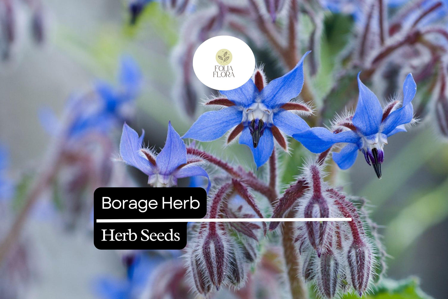 100 Seeds Borage (Borago officinalis) Heirloom Herb for Pollinator Gardens & Edible Flowers