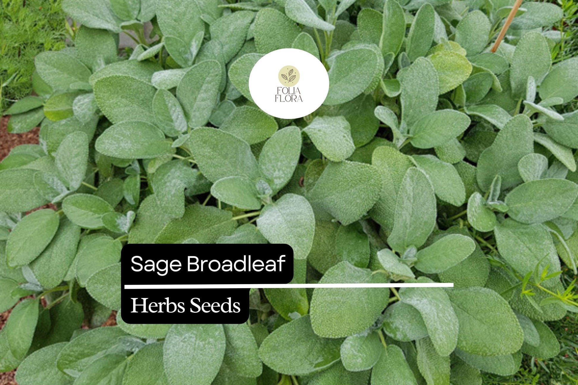 Sage Broadleaf Seeds | Aromatic Culinary Herb | Salvia officinalis | Drought-Tolerant Perennial for Garden & Kitchen