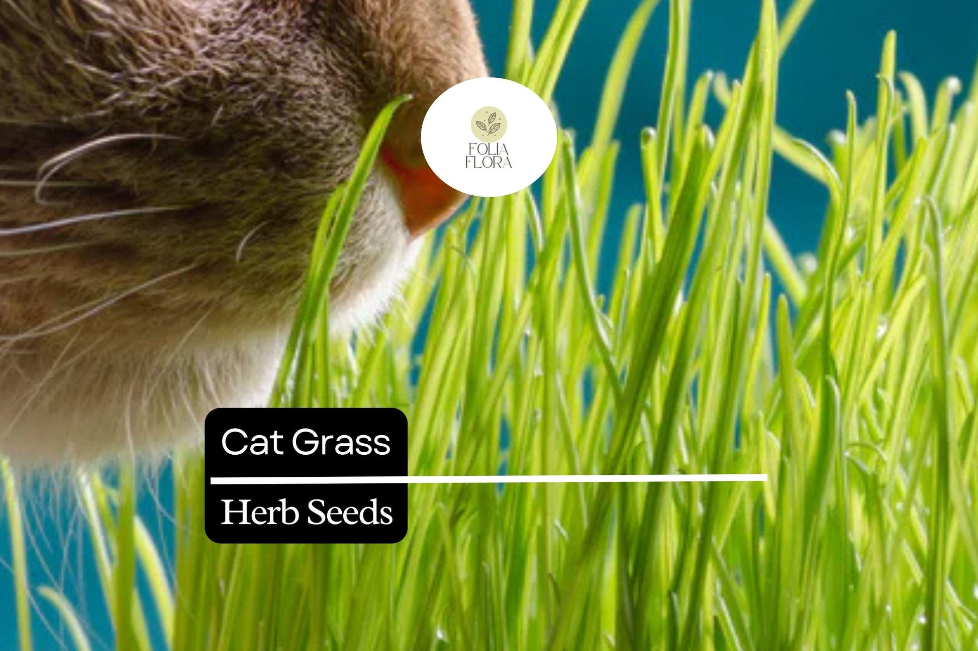Cat Grass Seeds – Agropyron Cristatum, Pet-Friendly Indoor Grass for Cats, Easy to Grow, Green Foliage, Clumping, Fast-Growing