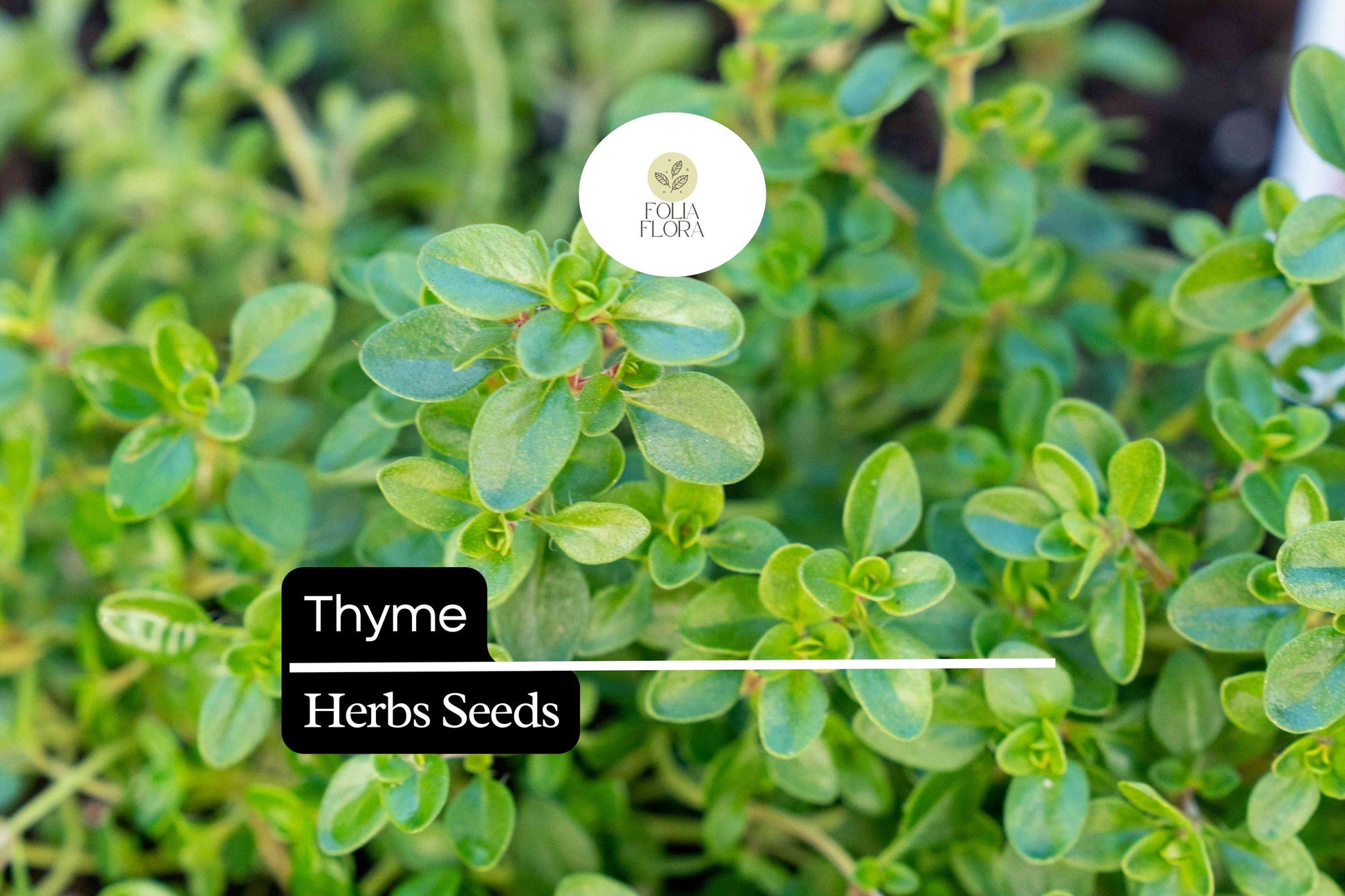 300 Thyme Seeds – Thymus vulgaris Culinary Herb for Cooking, Seasoning, Pollinator Garden