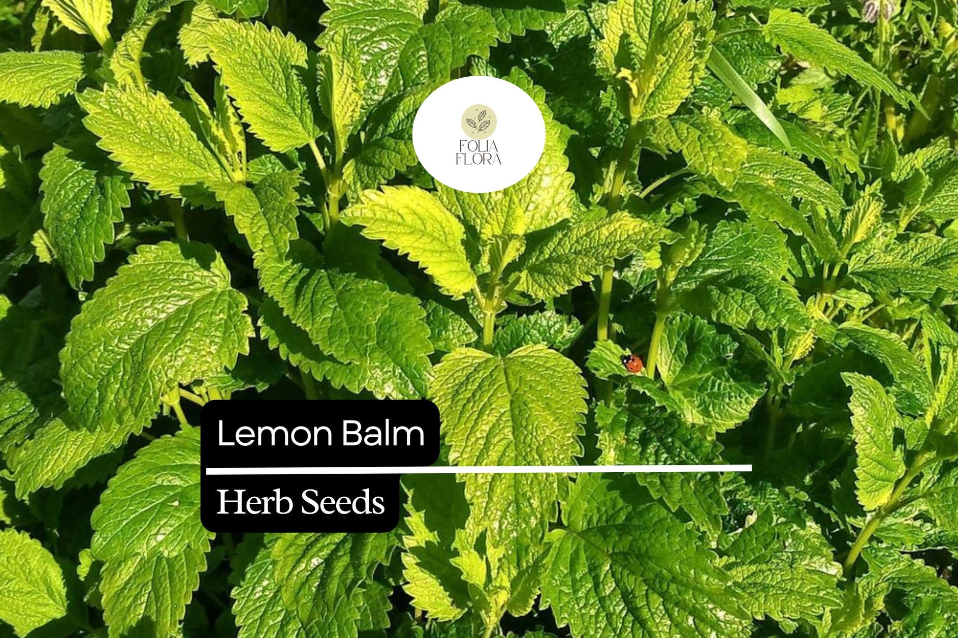 1000 Lemon Balm Seeds – Aromatic Perennial Herb for Tea, Cooking & Pollinator Garden – Melissa officinalis