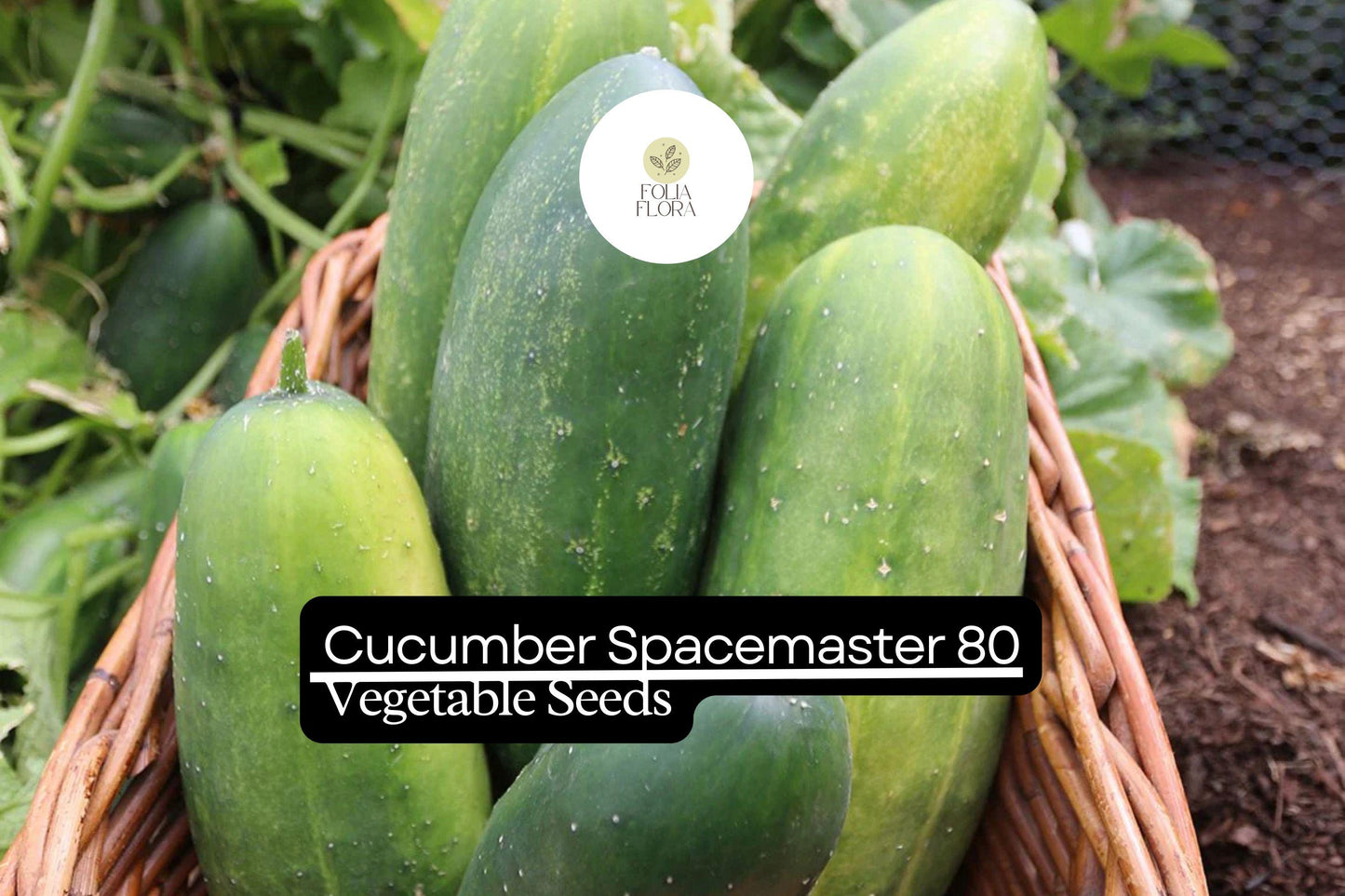 50 Seeds Spacemaster 80 Cucumber Compact Bush Variety for Small Gardens & Containers Cucumis sativus