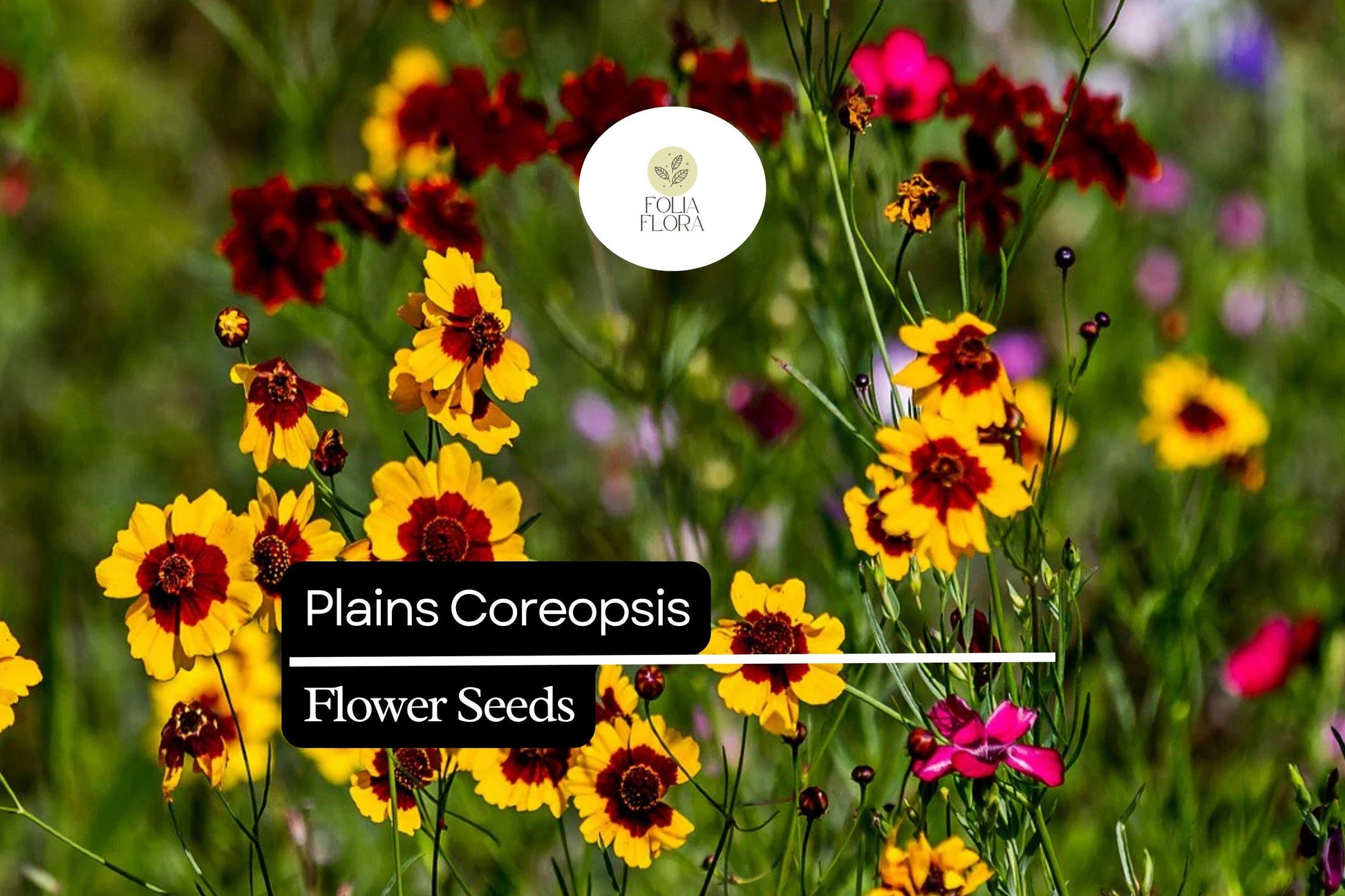 Plains Coreopsis Wildflower Seeds - Vibrant Yellow & Red Blooms, Pollinator-Friendly, Drought-Tolerant, Coreopsis tinctoria, Annual Flower