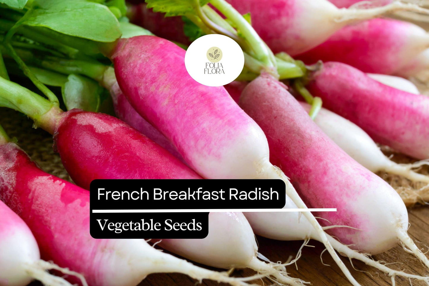 French Breakfast Radish Seeds – Heirloom, Quick-Growing, Red and White Roots, Raphanus sativus