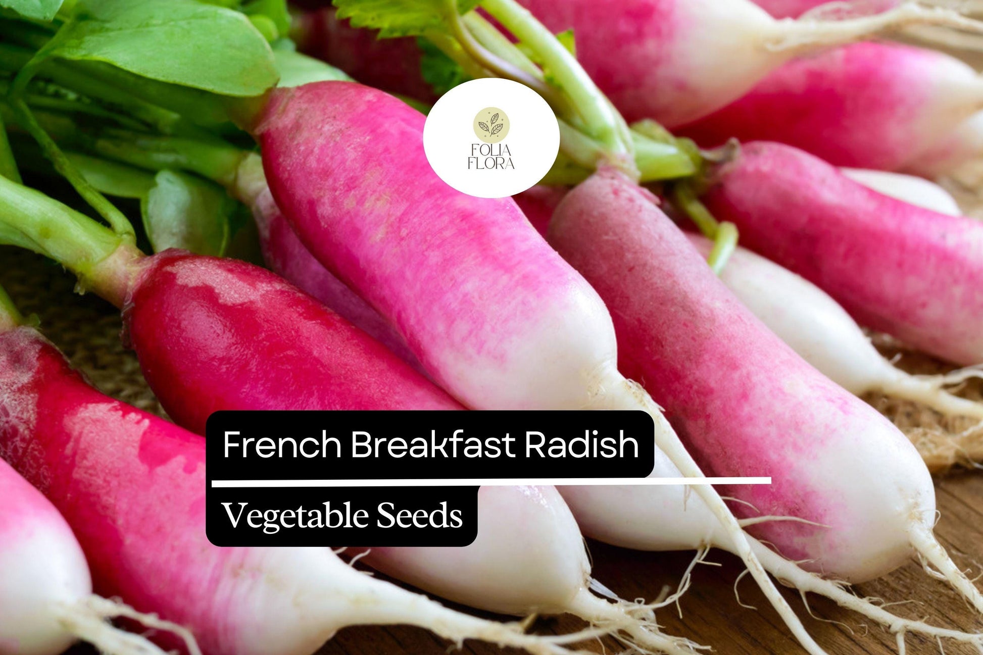 French Breakfast Radish Seeds – Heirloom, Quick-Growing, Red and White Roots, Raphanus sativus