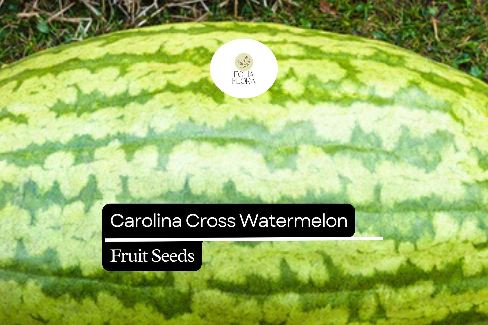Carolina Cross Watermelon Seeds – Giant Sweet Heirloom Fruit – Citrullus lanatus