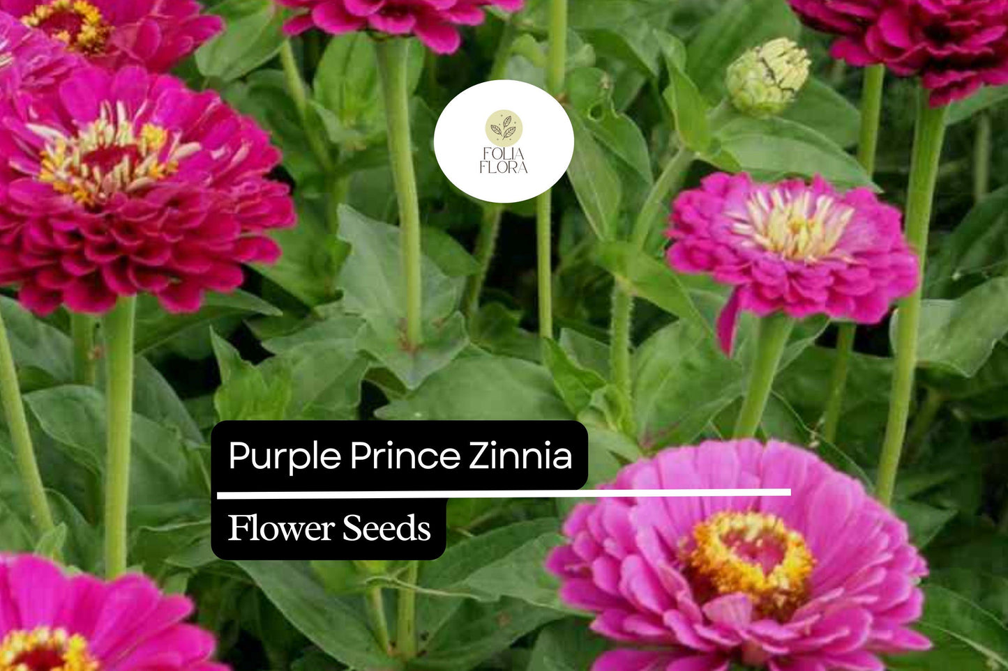 Purple Prince Zinnia Seeds – Deep Purple Blooms, Pollinator-Friendly, Annual, Zinnia elegans